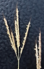 Bothriochloa ischaemum