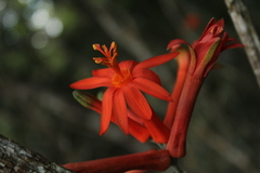 Passiflora spicata