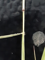 Bothriochloa ischaemum