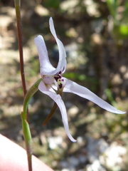 Disa biflora
