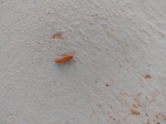 Virbia opella