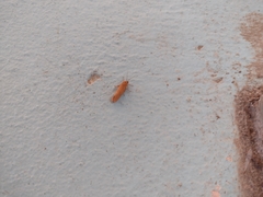 Virbia opella