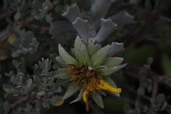 Berkheya cuneata