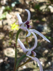 Disa biflora