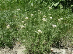 Achillea setacea