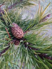 Pinus