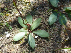 Disa biflora