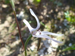 Disa biflora