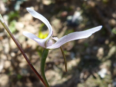 Disa biflora