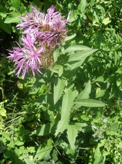 Centaurea phrygia
