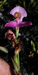 Disa racemosa
