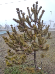 Pinus