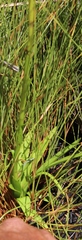 Disa racemosa