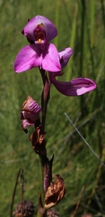 Disa racemosa
