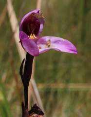 Disa racemosa