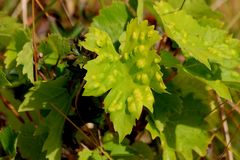 Colomerus vitis