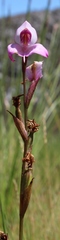 Disa racemosa