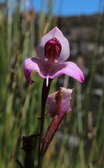 Disa racemosa