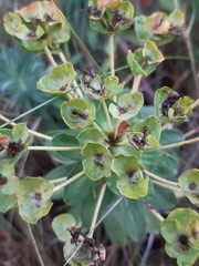 Euphorbia glareosa
