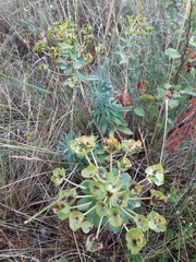 Euphorbia glareosa