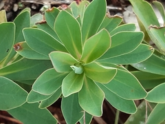 Euphorbia glareosa