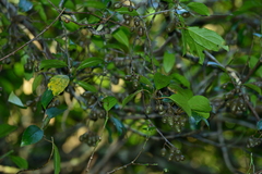 Actinidia venosa