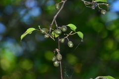 Actinidia venosa