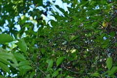 Actinidia venosa