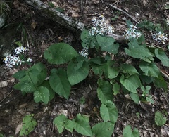 Eurybia schreberi