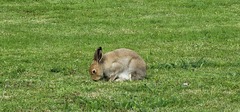 Lepus timidus hibernicus