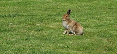 Lepus timidus hibernicus