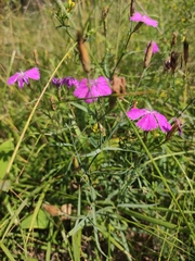 Dianthus chinensis