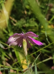 Dianthus chinensis