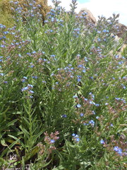 Anchusa capensis