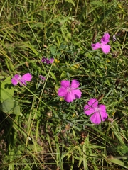 Dianthus chinensis
