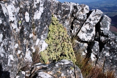 Oscularia caulescens