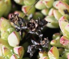 Oscularia caulescens