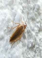 Planuncus tingitanus