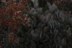 Crassula arborescens arborescens