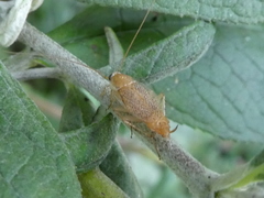Planuncus tingitanus