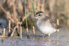 Wood Sandpiper photo 4