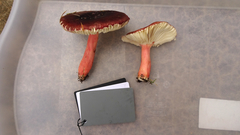 Russula xerampelina