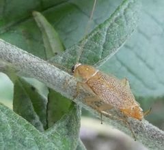 Planuncus tingitanus