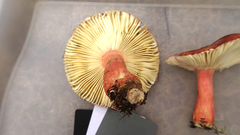 Russula xerampelina