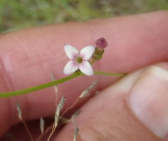 Cordylostigma virgatum
