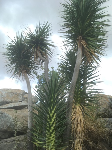 Dracaena ellenbeckiana image