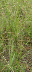 Cordylostigma virgatum