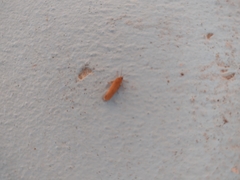 Virbia opella