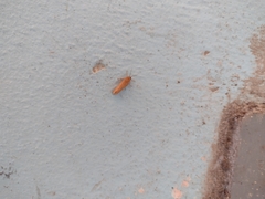 Virbia opella
