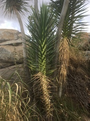 Dracaena ellenbeckiana image